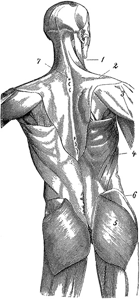 Иллюстрация к книге — Не жилец! История медицины в увлекательных заметках [i_065.jpg]