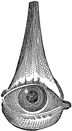 Иллюстрация к книге — Не жилец! История медицины в увлекательных заметках [i_068.jpg]