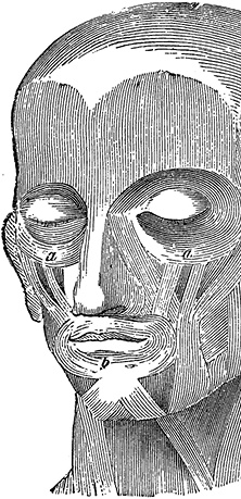 Иллюстрация к книге — Не жилец! История медицины в увлекательных заметках [i_069.jpg]