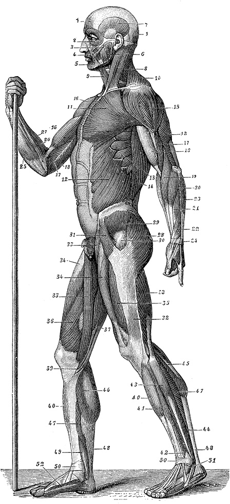 Иллюстрация к книге — Не жилец! История медицины в увлекательных заметках [i_071.jpg]