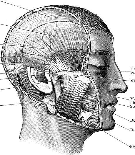 Иллюстрация к книге — Не жилец! История медицины в увлекательных заметках [i_072.jpg]