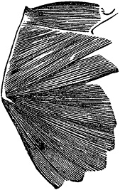 Иллюстрация к книге — Не жилец! История медицины в увлекательных заметках [i_080.jpg]