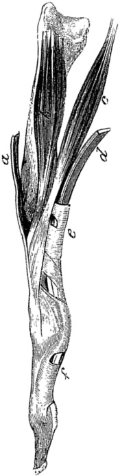 Иллюстрация к книге — Не жилец! История медицины в увлекательных заметках [i_087.jpg]