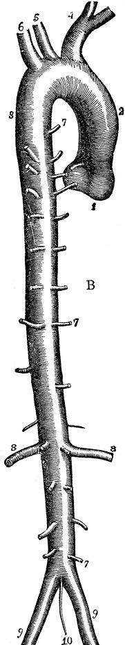 Иллюстрация к книге — Не жилец! История медицины в увлекательных заметках [i_091.jpg]