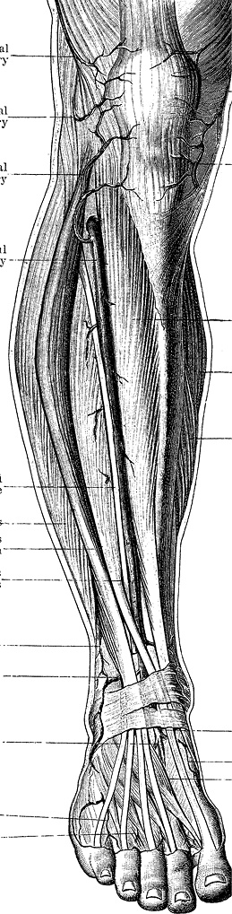 Иллюстрация к книге — Не жилец! История медицины в увлекательных заметках [i_094.jpg]
