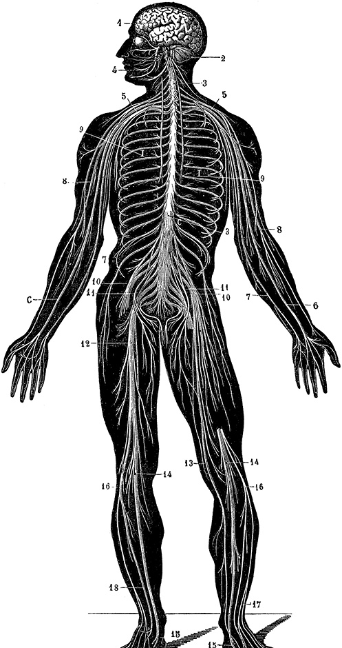 Иллюстрация к книге — Не жилец! История медицины в увлекательных заметках [i_097.jpg]