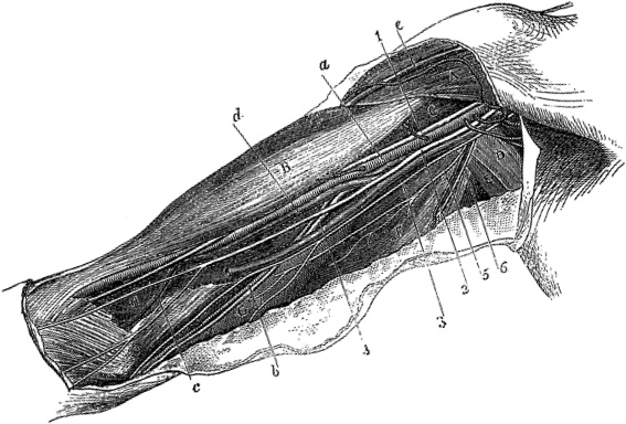 Иллюстрация к книге — Не жилец! История медицины в увлекательных заметках [i_102.jpg]
