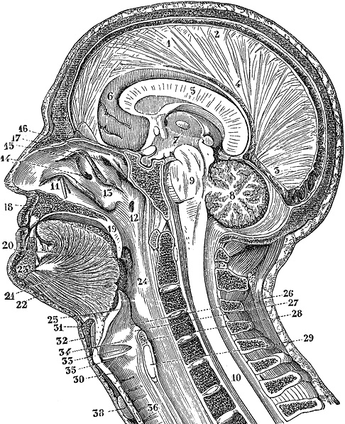 Иллюстрация к книге — Не жилец! История медицины в увлекательных заметках [i_103.jpg]