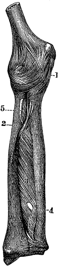 Иллюстрация к книге — Не жилец! История медицины в увлекательных заметках [i_116.jpg]