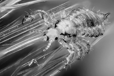 Иллюстрация к книге — Волосы. Иллюстрированная история [i_035.jpg]