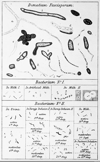 Иллюстрация к книге — Волосы. Иллюстрированная история [i_095.jpg]
