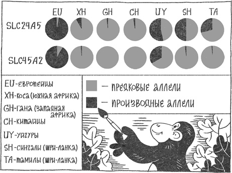 Иллюстрация к книге — Странная обезьяна. Куда делась шерсть и почему люди разного цвета [i_069.jpg]