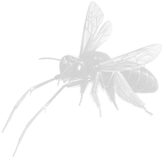 Иллюстрация к книге — Жужжащие. Естественная история пчёл [i_006.jpg]