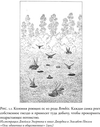 Иллюстрация к книге — Жужжащие. Естественная история пчёл [i_007.jpg]