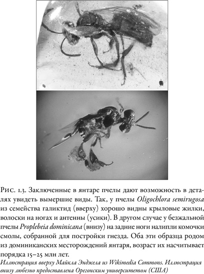 Иллюстрация к книге — Жужжащие. Естественная история пчёл [i_009.jpg]