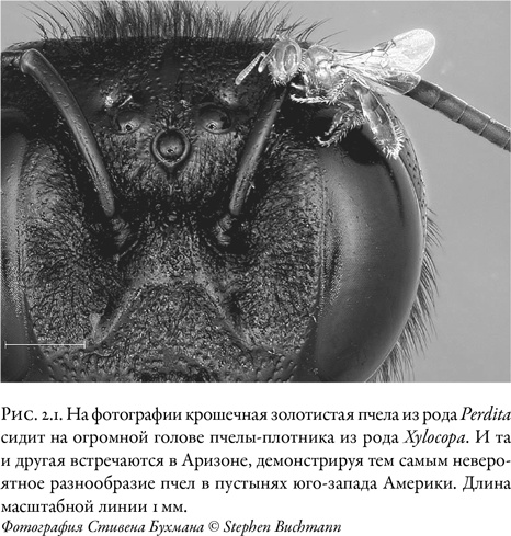 Иллюстрация к книге — Жужжащие. Естественная история пчёл [i_010.jpg]