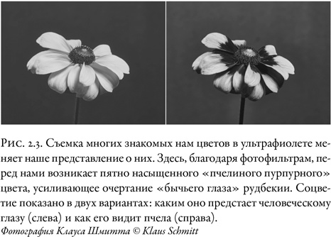 Иллюстрация к книге — Жужжащие. Естественная история пчёл [i_012.jpg]