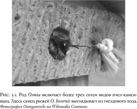 Иллюстрация к книге — Жужжащие. Естественная история пчёл [i_018.jpg]