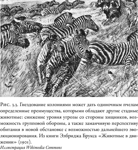 Иллюстрация к книге — Жужжащие. Естественная история пчёл [i_020.jpg]