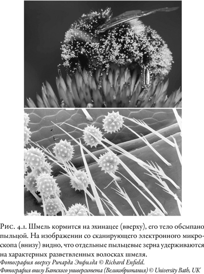 Иллюстрация к книге — Жужжащие. Естественная история пчёл [i_021.jpg]