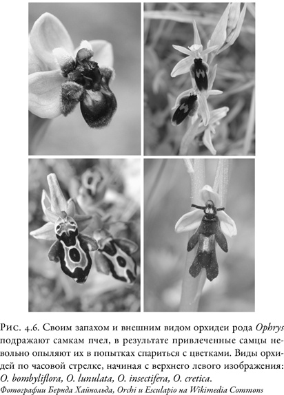 Иллюстрация к книге — Жужжащие. Естественная история пчёл [i_026.jpg]