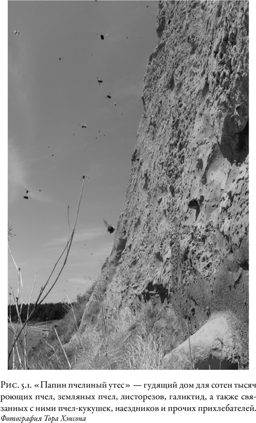 Иллюстрация к книге — Жужжащие. Естественная история пчёл [i_028.jpg]