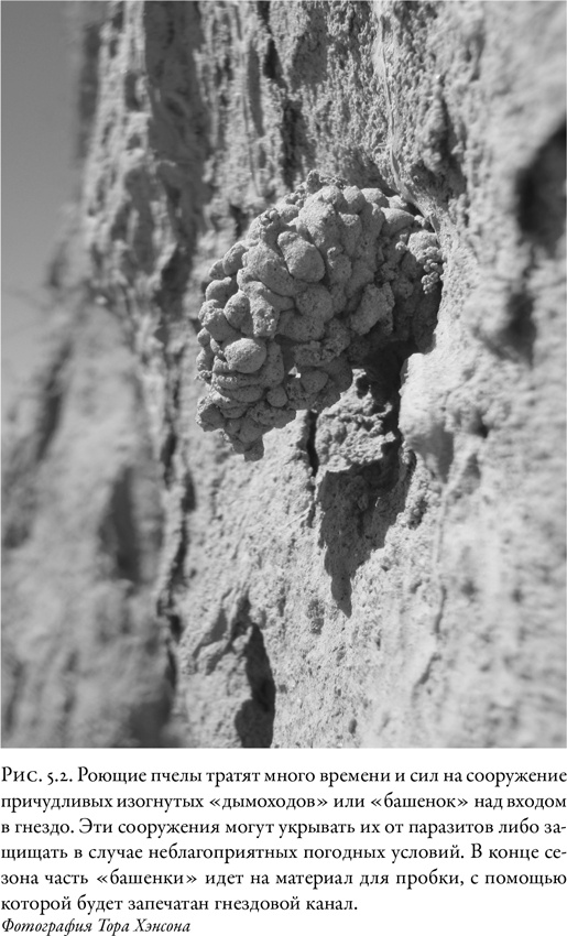 Иллюстрация к книге — Жужжащие. Естественная история пчёл [i_029.jpg]