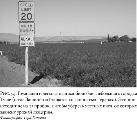 Иллюстрация к книге — Жужжащие. Естественная история пчёл [i_030.jpg]