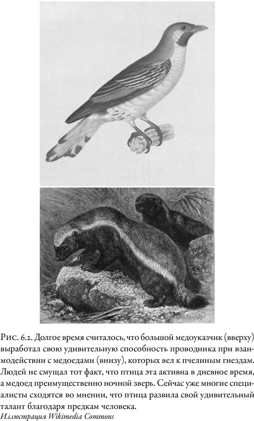 Иллюстрация к книге — Жужжащие. Естественная история пчёл [i_032.jpg]