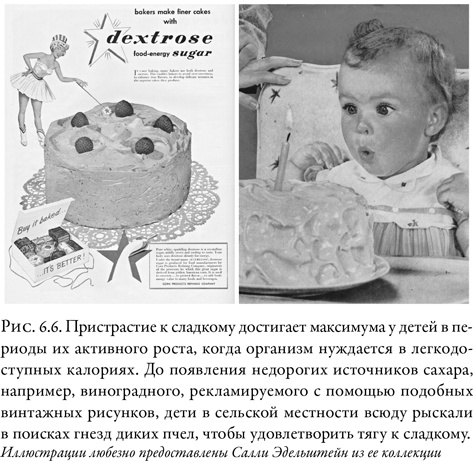 Иллюстрация к книге — Жужжащие. Естественная история пчёл [i_036.jpg]