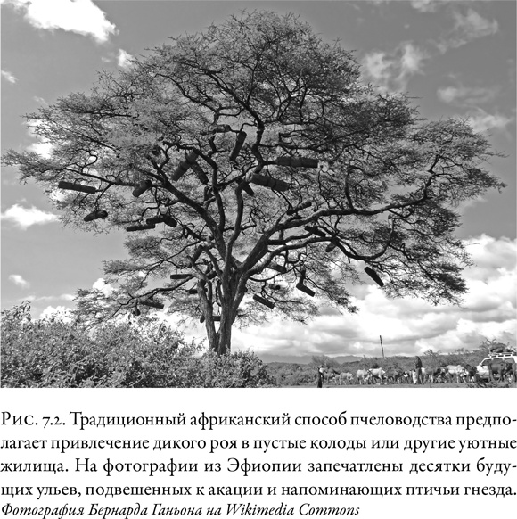 Иллюстрация к книге — Жужжащие. Естественная история пчёл [i_038.jpg]