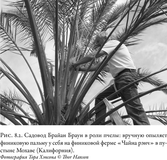 Иллюстрация к книге — Жужжащие. Естественная история пчёл [i_042.jpg]