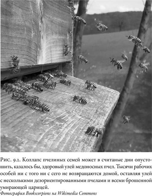 Иллюстрация к книге — Жужжащие. Естественная история пчёл [i_044.jpg]