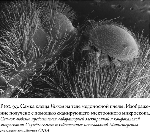 Иллюстрация к книге — Жужжащие. Естественная история пчёл [i_045.jpg]