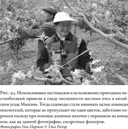 Иллюстрация к книге — Жужжащие. Естественная история пчёл [i_047.jpg]