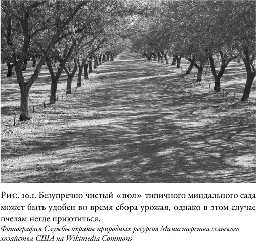 Иллюстрация к книге — Жужжащие. Естественная история пчёл [i_048.jpg]