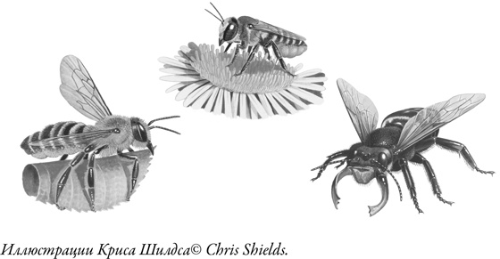 Иллюстрация к книге — Жужжащие. Естественная история пчёл [i_055.jpg]