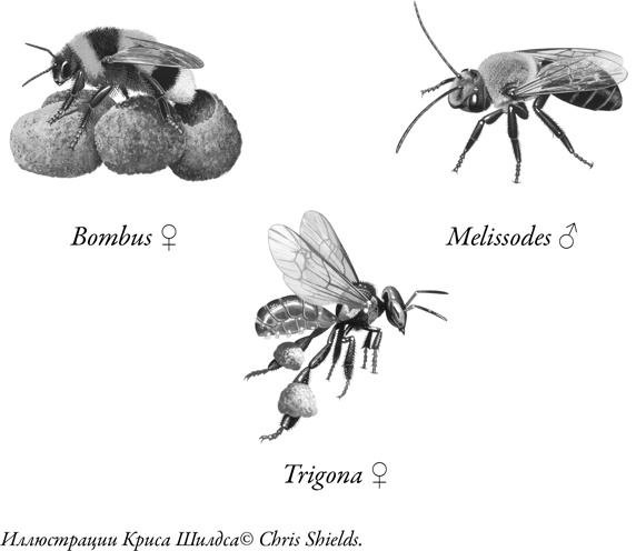 Иллюстрация к книге — Жужжащие. Естественная история пчёл [i_056.jpg]