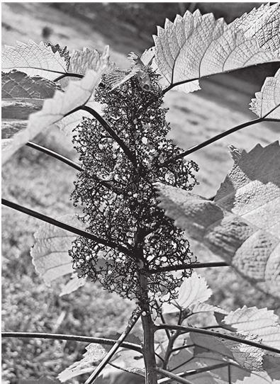 Иллюстрация к книге — Исчезнувшие цивилизации. Взаимосвязь культур и парадоксы истории [i_006.jpg]