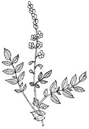 Иллюстрация к книге — Метод Нагумо. Японская система питания, которая поможет снизить вес, вернуть молодость кожи и улучшить здоровье за 4 недели [img_64.jpg]