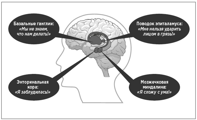 Иллюстрация к книге — Нейробиология перемен: почему наш мозг сопротивляется всему новому и как его настроить на успех [i_021.jpg]