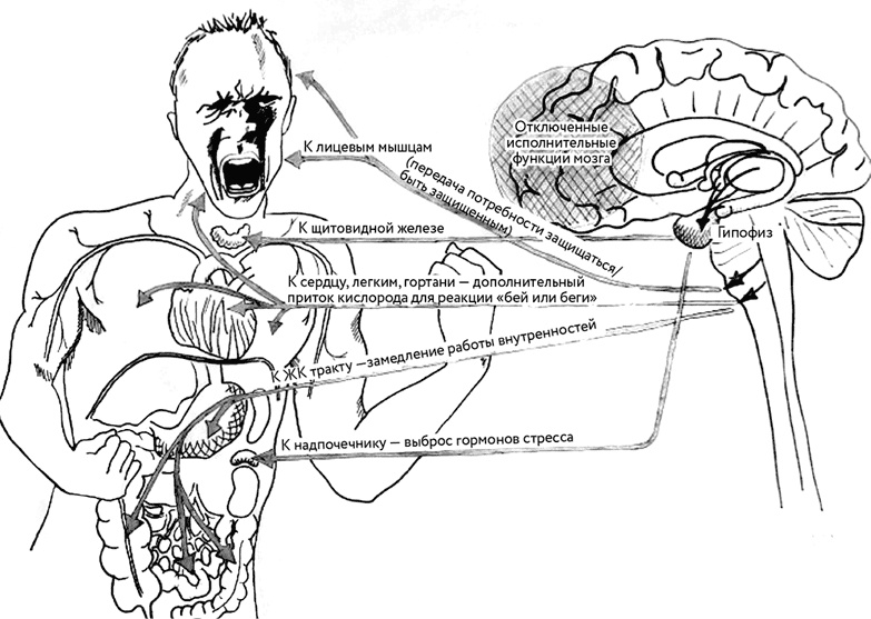 Иллюстрация к книге — Тело помнит все [i_007.jpg]