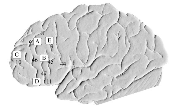 Иллюстрация к книге — Креативный мозг. Как рождаются идеи, меняющие мир [i_004.jpg]