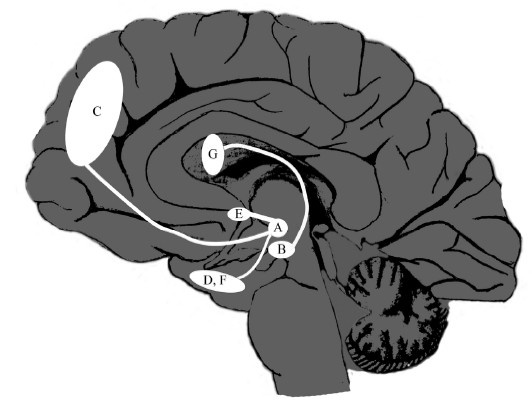 Иллюстрация к книге — Креативный мозг. Как рождаются идеи, меняющие мир [i_011.jpg]