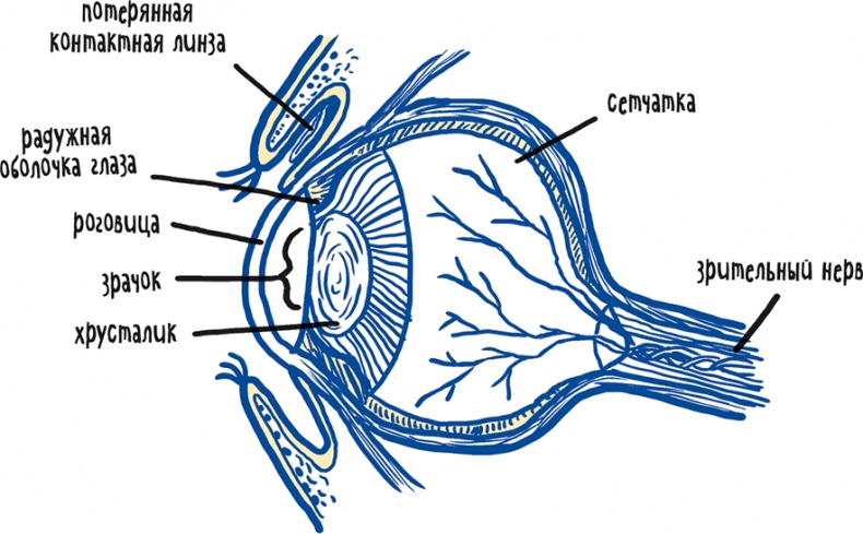 Иллюстрация к книге — Если бы наши тела могли говорить. Руководство по эксплуатации и обслуживанию человеческого тела [i_001.jpg]