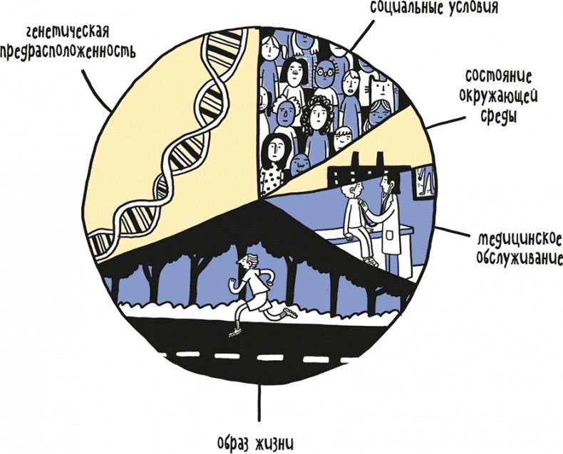 Иллюстрация к книге — Если бы наши тела могли говорить. Руководство по эксплуатации и обслуживанию человеческого тела [i_003.jpg]