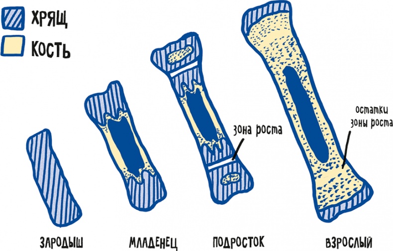 Иллюстрация к книге — Если бы наши тела могли говорить. Руководство по эксплуатации и обслуживанию человеческого тела [i_010.jpg]