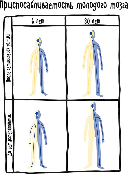 Иллюстрация к книге — Если бы наши тела могли говорить. Руководство по эксплуатации и обслуживанию человеческого тела [i_020.jpg]