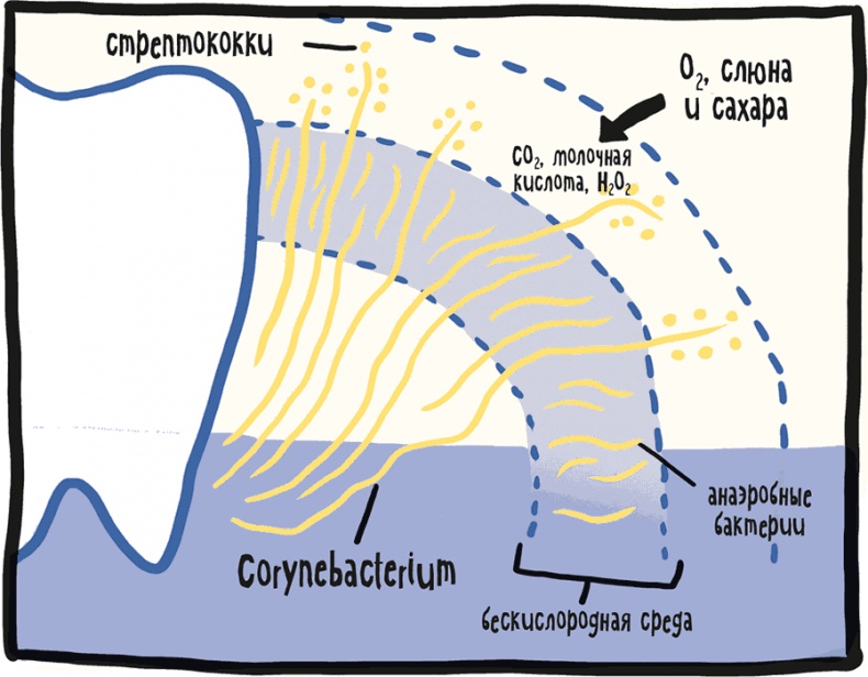 Иллюстрация к книге — Если бы наши тела могли говорить. Руководство по эксплуатации и обслуживанию человеческого тела [i_026.jpg]