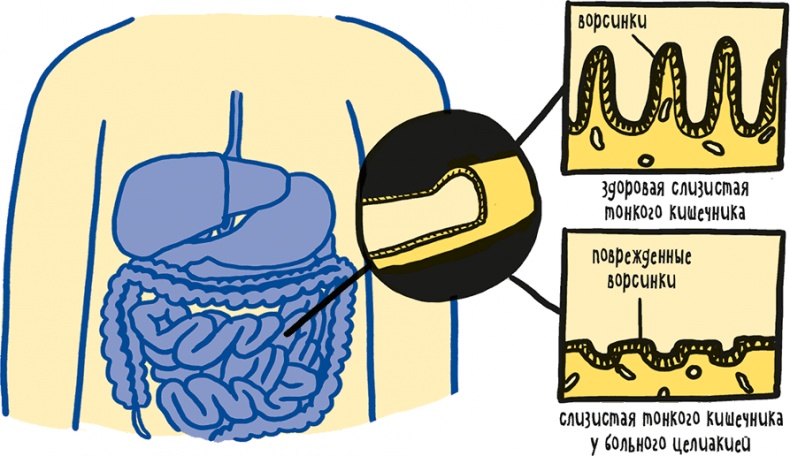 Иллюстрация к книге — Если бы наши тела могли говорить. Руководство по эксплуатации и обслуживанию человеческого тела [i_028.jpg]